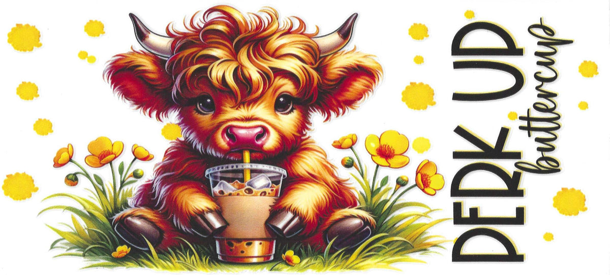Highland Cows