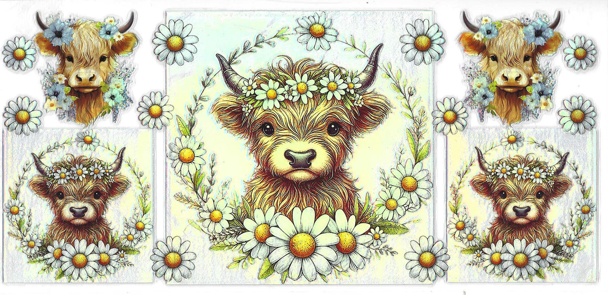 Highland Cows